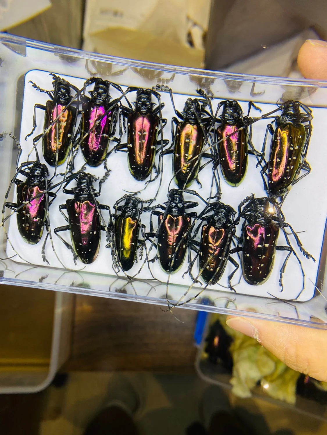 Home Decor Vietnam - Vietnam Dicronorhina Debyana Altın Kaplumbağa Bilimsel